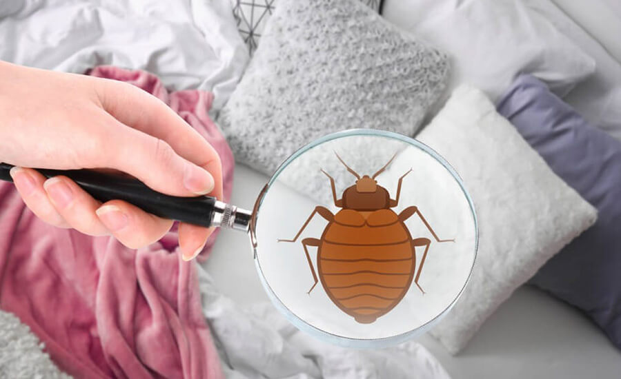 Bed Bugs Control