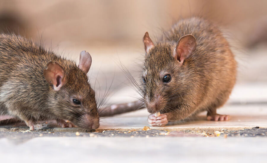 Mouse Control Companies